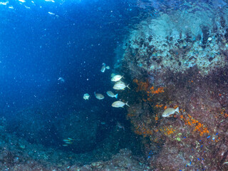 Obraz premium キビナゴの大群を襲う美しいギンガメアジ（アジ科）の群れ。 英名学名：Bigeye Trevally, Caranx sexfasciatus Silver-Stripe Round Herrings (Spratelloides gracilis) 静岡県伊豆半島賀茂郡南伊豆町中木ヒリゾ浜2024年 