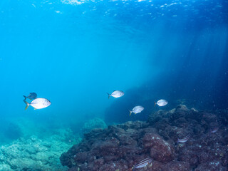 キビナゴの大群を襲う美しいギンガメアジ（アジ科）の群れ。
英名学名：Bigeye Trevally, Caranx sexfasciatus
Silver-Stripe Round Herrings (Spratelloides gracilis)
静岡県伊豆半島賀茂郡南伊豆町中木ヒリゾ浜2024年
