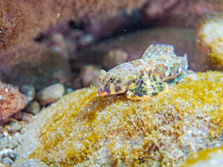 可愛いコウワンテグリ（ネズッポ科）の幼魚他。
英名学名：Ocellated dragonet, Neosynchiropus ocellatus
静岡県伊豆半島賀茂郡南伊豆町中木ヒリゾ浜2024年
