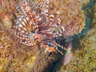 広げた羽根が美しいキリンミノ（フサカサゴ科）の幼魚。
英名学名：Zebra turkeyfish (Dendrochirus zebra) 
静岡県伊豆半島賀茂郡南伊豆町中木ヒリゾ浜2024年
