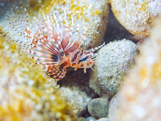 広げた羽根が美しいキリンミノ（フサカサゴ科）の幼魚。
英名学名：Zebra turkeyfish (Dendrochirus zebra) 
静岡県伊豆半島賀茂郡南伊豆町中木ヒリゾ浜2024年
