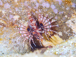 広げた羽根が美しいキリンミノ（フサカサゴ科）の幼魚。
英名学名：Zebra turkeyfish (Dendrochirus zebra) 
静岡県伊豆半島賀茂郡南伊豆町中木ヒリゾ浜2024年
