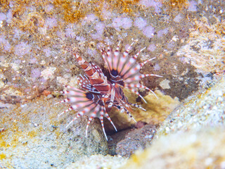 広げた羽根が美しいキリンミノ（フサカサゴ科）の幼魚。
英名学名：Zebra turkeyfish (Dendrochirus zebra) 
静岡県伊豆半島賀茂郡南伊豆町中木ヒリゾ浜2024年
