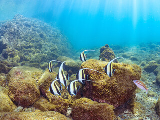 美しいツノダシ（ツノダシ科）の群れ。
英名学名：Moorish Idol (Zanclus cornutus)
静岡県伊豆半島賀茂郡南伊豆町中木ヒリゾ浜2024年
