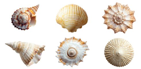 Collection of seashells in diverse forms and types isolated on background, marine and beach animals life.