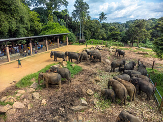 Pinnawala the largest herd of captive elephants in the world.