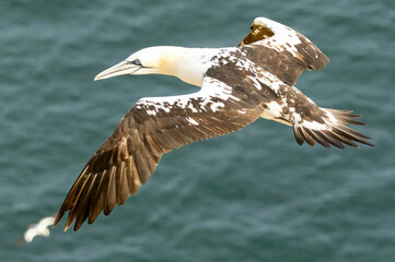 Northern Gannet on breeding rocks of Bempton cliffs, UK