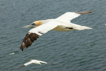 Northern Gannet on breeding rocks of Bempton cliffs, UK