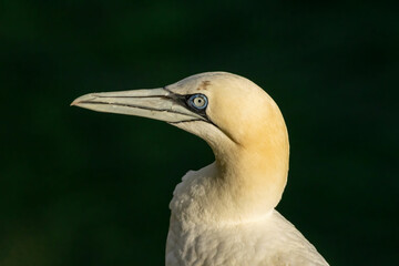 Fototapeta premium Northern Gannet on breeding rocks of Bempton cliffs, UK