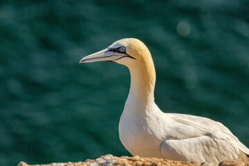 Northern Gannet on breeding rocks of Bempton cliffs, UK