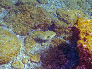 大きく美しいサザナミフグ（フグ目）。
英名学名：White-spotted puffer (Arothron hispidus)
静岡県伊豆半島賀茂郡南伊豆町中木ヒリゾ浜2024年
