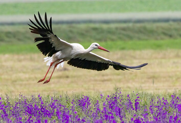 White Stork in nice background
