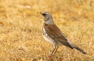 Fieldfare perch in natural habitat