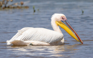 White Pelican of Kerkini Lake