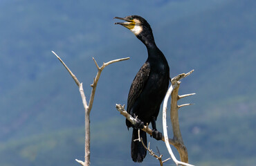 Great Cormorant (Phalacrocorax carbo) in natural habitat
