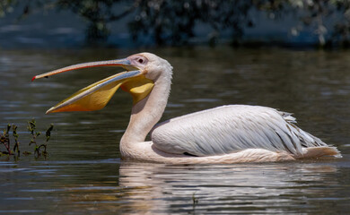 White Pelican of Kerkini Lake