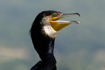 Great Cormorant (Phalacrocorax carbo) in natural habitat