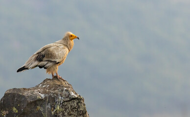 Egyptian vulture in natural habitat in Bulgaria