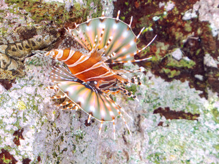 広げた羽根が美しいキリンミノ（フサカサゴ科）の幼魚。
英名学名：Zebra turkeyfish (Dendrochirus zebra) 
静岡県伊豆半島賀茂郡南伊豆町中木ヒリゾ浜2024年

