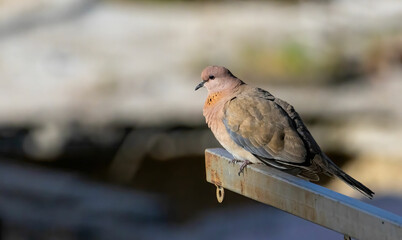 Laughing Dove (Spilopelia senegalensis) from middle east