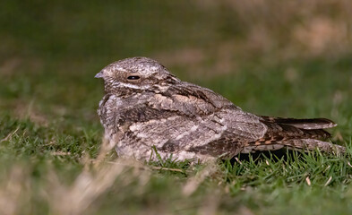European Nightjar sitting on ground in the forest