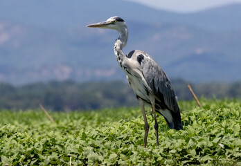 Grey Heron (Ardea cinerea) in natural habitat