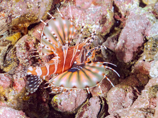 広げた羽根が美しいキリンミノ（フサカサゴ科）の幼魚。
英名学名：Zebra turkeyfish (Dendrochirus zebra) 
静岡県伊豆半島賀茂郡南伊豆町中木ヒリゾ浜2024年
