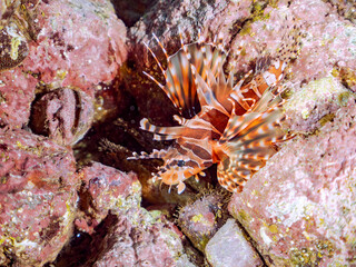 広げた羽根が美しいキリンミノ（フサカサゴ科）の幼魚。
英名学名：Zebra turkeyfish (Dendrochirus zebra) 
静岡県伊豆半島賀茂郡南伊豆町中木ヒリゾ浜2024年
