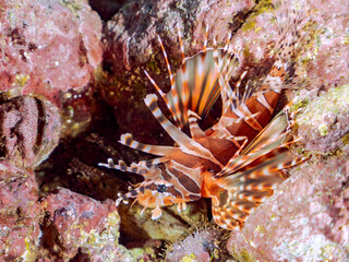 広げた羽根が美しいキリンミノ（フサカサゴ科）の幼魚。
英名学名：Zebra turkeyfish (Dendrochirus zebra) 
静岡県伊豆半島賀茂郡南伊豆町中木ヒリゾ浜2024年
