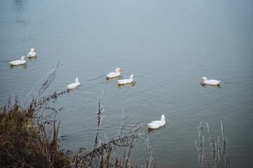 Experience the serene and beautiful scene of white ducks swimming gracefully and peacefully on the calm waters of a tranquil pond