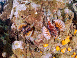 ペアでいる
広げた羽根が美しいキリンミノ（フサカサゴ科）の幼魚。
英名学名：Zebra turkeyfish (Dendrochirus zebra) 
静岡県伊豆半島賀茂郡南伊豆町中木ヒリゾ浜2024年

