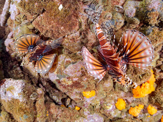 ペアでいる
広げた羽根が美しいキリンミノ（フサカサゴ科）の幼魚。
英名学名：Zebra turkeyfish (Dendrochirus zebra) 
静岡県伊豆半島賀茂郡南伊豆町中木ヒリゾ浜2024年
