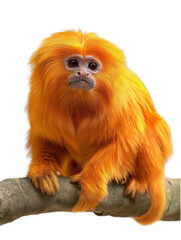 Golden Lion Tamarin isolated on transparent background. Tropical brazilian monkey. PNG.