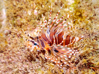 広げた羽根が美しいキリンミノ（フサカサゴ科）の幼魚。
英名学名：Zebra turkeyfish (Dendrochirus zebra) 
静岡県伊豆半島賀茂郡南伊豆町中木ヒリゾ浜2024年

