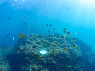 美しいチョウチョウウオ（チョウチョウウオ科）、メジナ（イスズミ科）、ホウライヒメジ（ヒメジ科）他の群れ。
英名学名：Largescale Blackfish (Girella punctata), Whitesaddle goatfish (Parupeneus ciliatus), Oriental ButterflyFish (Chaetodon aurites)
中木ヒリゾ浜2024年
