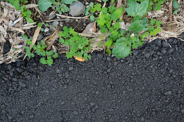 アスファルトと草