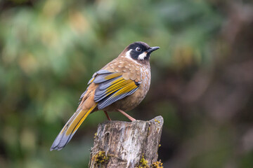 Black-faced Laughingthrush close-up shot. The black-faced laughingthrush (Trochalopteron affine ) is a bird species in the family Leiothrichidae.
