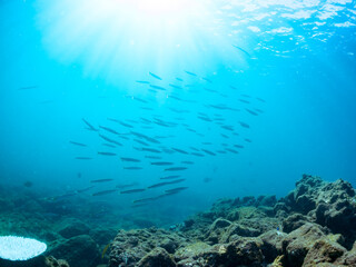 迫力あるタイワンカマス（カマス科）他の群れ。
英名学名：Yellowtail barracuda (Sphyraena obtusata) 
静岡県伊豆半島賀茂郡南伊豆町中木ヒリゾ浜2024年

