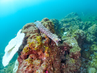 大きく美しいトラウツボ（ウツボ科）。
英名学名：Dragon Moray (Enchelycore pardalis)
高海水温が続いているのでサンゴの白化現象が起きている。
静岡県伊豆半島賀茂郡南伊豆町中木ヒリゾ浜2024年
