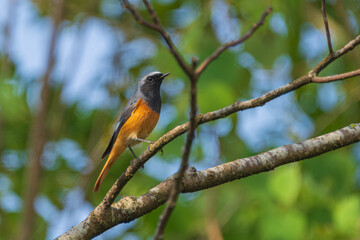 Hodgson's Redstart male perched on the tree branch. Hodgson's redstart (Phoenicurus hodgsoni) is a species of bird in the family Muscicapidae.