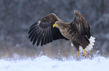 White tailed eagle ( Haliaeetus albicilla)