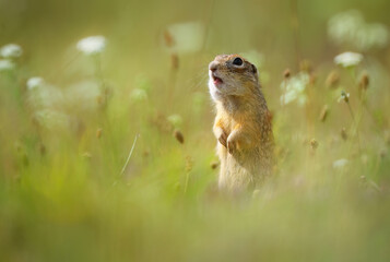 speckled ground squirrel or spotted souslik ( Spermophilus suslicus )
