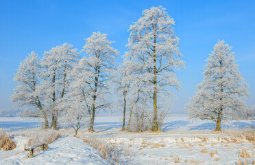 Beautiful winter day with trees covered with hoarfrost