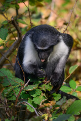 Marmoset monkey Dianin outdoors in autumn leaves.
