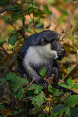 Marmoset monkey Dianin outdoors in autumn leaves.
