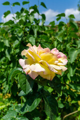 Light yellow rose with pink spots among bushes in the yard