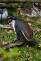 Marmoset monkey Dianin outdoors in autumn leaves.
