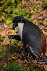 Marmoset monkey Dianin outdoors in autumn leaves.

