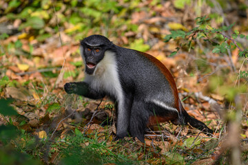 Marmoset monkey Dianin outdoors in autumn leaves.
