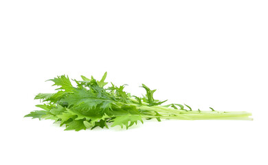 Mizuna lettuce isolated Japanese Mustard, vegetable salad for good health on white background